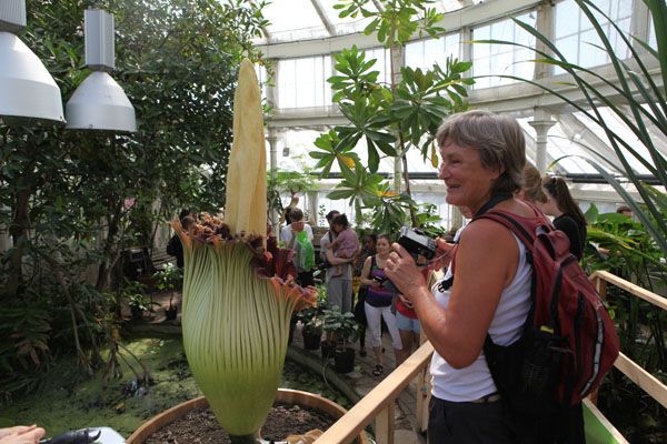 Blooming 'corpse flower' in Copenhagen attracts thousands of viewers