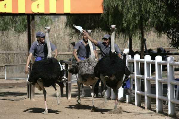 Explore Klein Karoo of South Africa: Ostrich, Meerkat, and Cango Cave