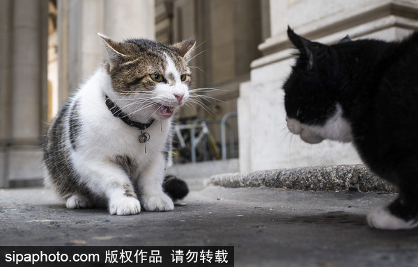 Downing Street cat fight: Larry vs Palmerston