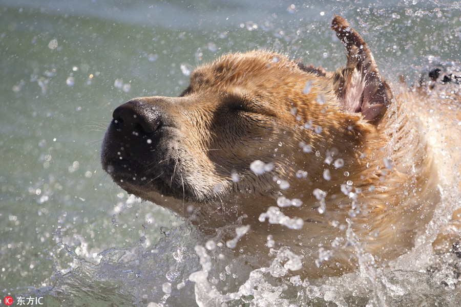 Beach dedicated to dogs opens in Croatia