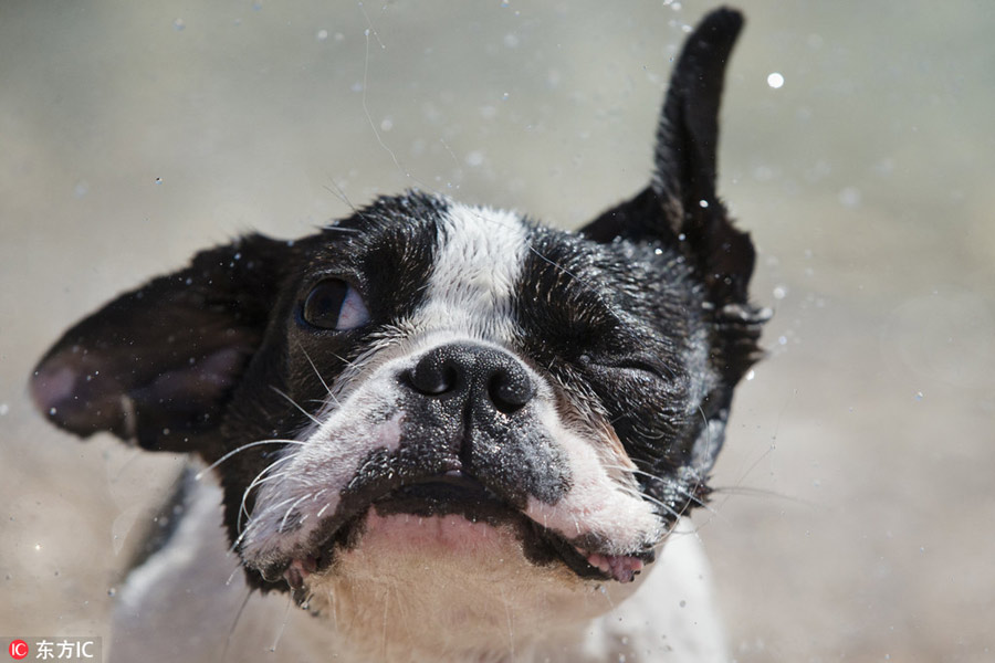 Beach dedicated to dogs opens in Croatia