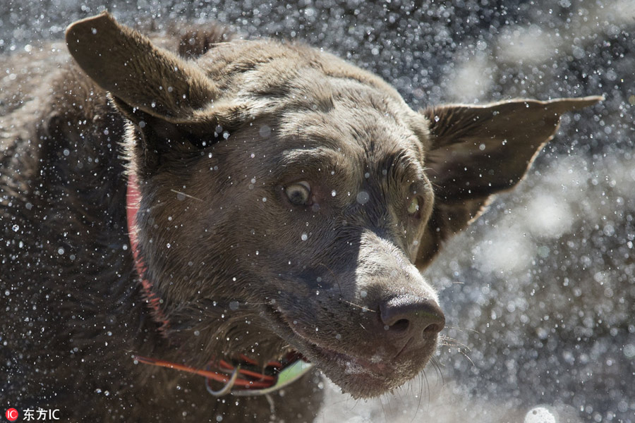 Beach dedicated to dogs opens in Croatia