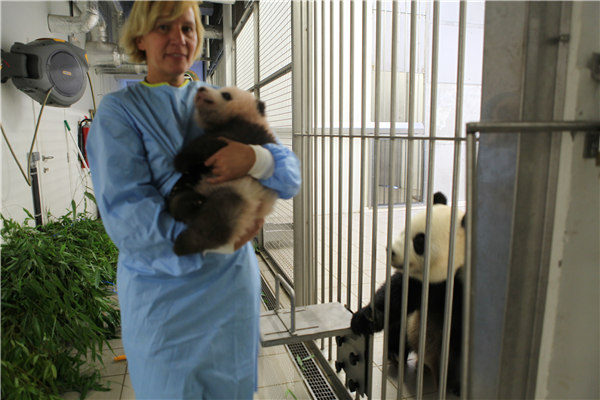 Belgium's baby panda gets VIP treatment on 100-day birthday