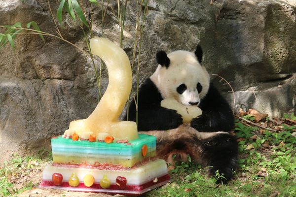 A short history of panda fever worldwide