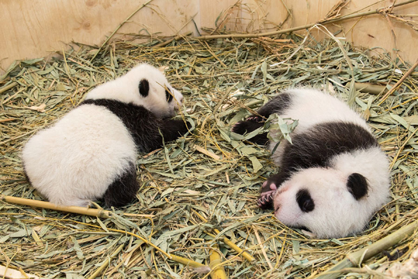 A short history of panda fever worldwide