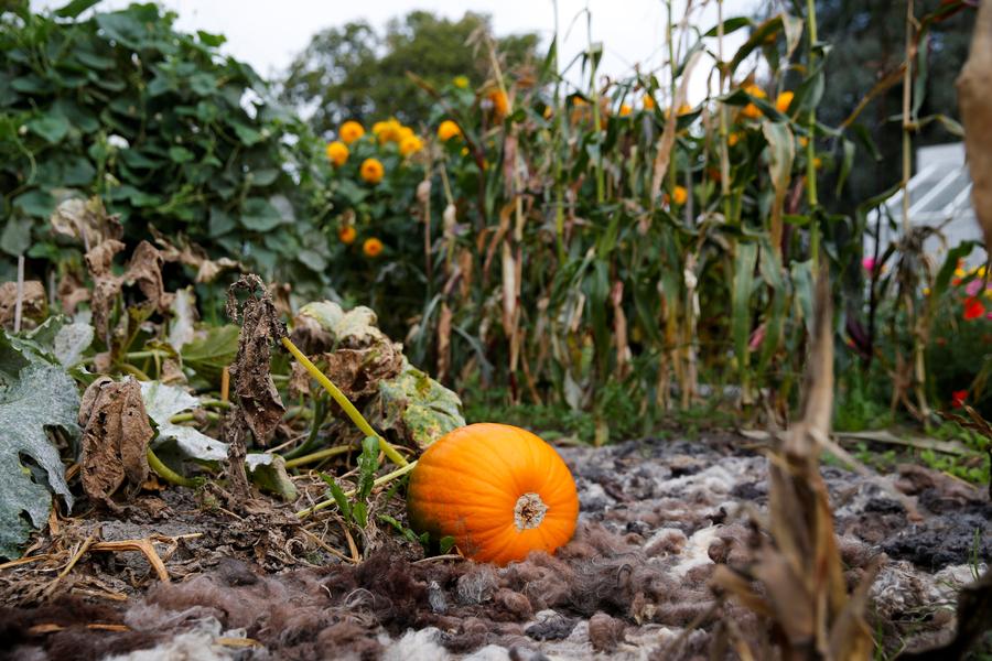 Digging in the city - urban Swedes get back to their roots