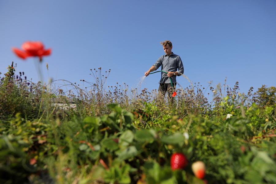 Digging in the city - urban Swedes get back to their roots