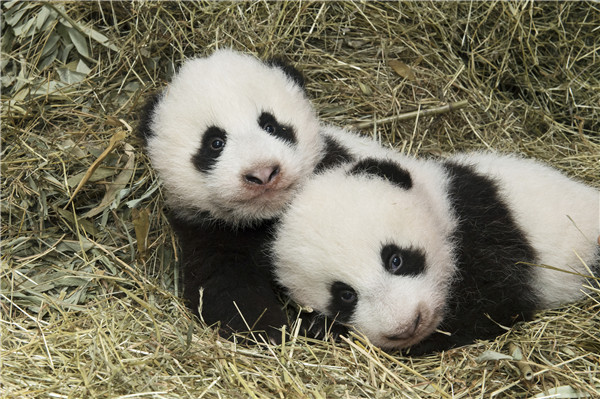 Twin panda cubs in Austria officially given names at ceremony - World