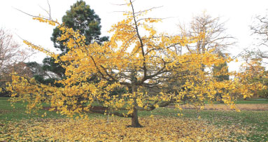 Chinese roots go deep at Kew Gardens