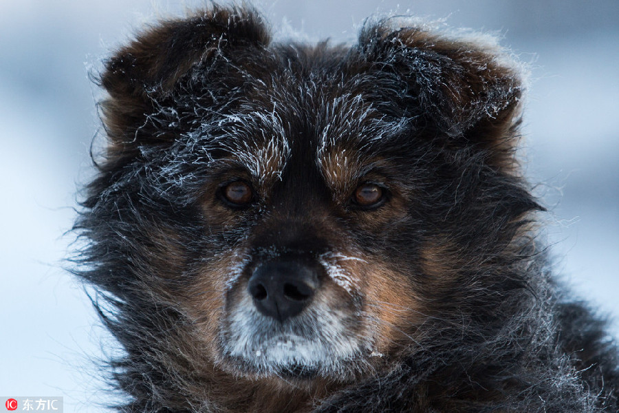 Icy winter of Siberia hits record low temperature