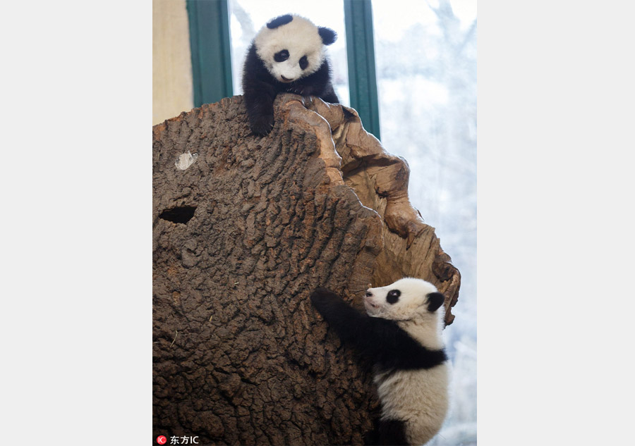 Giant panda twin cubs learning to climb in Vienna