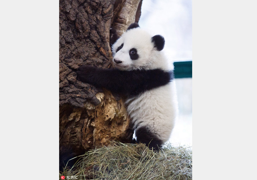 Giant panda twin cubs learning to climb in Vienna