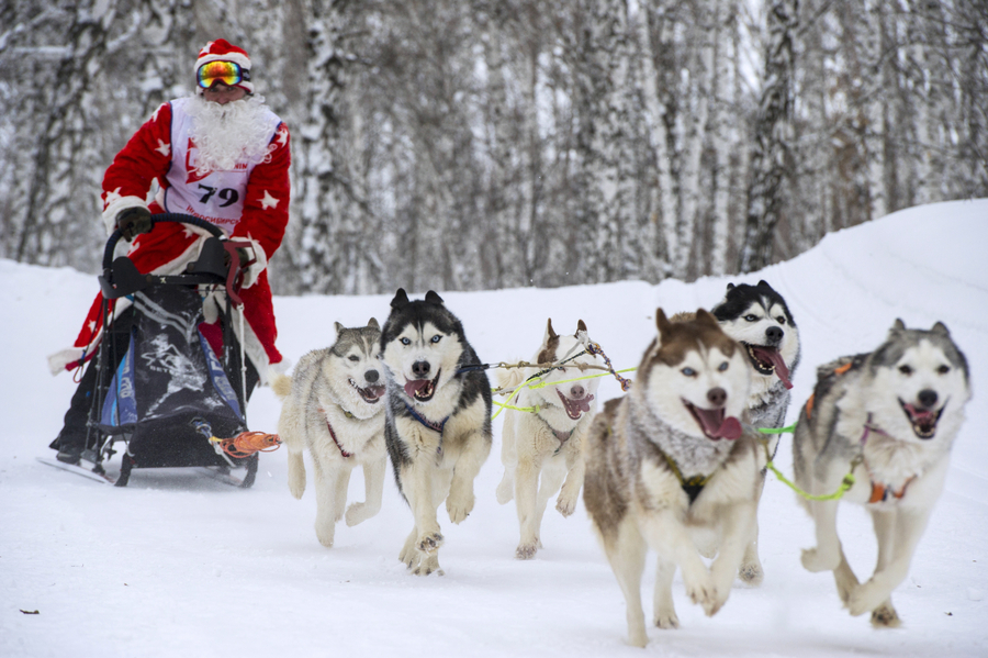 Sled dogs compete in Russia