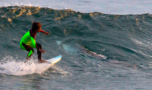 Shark photo-bombs young Aussie surfer