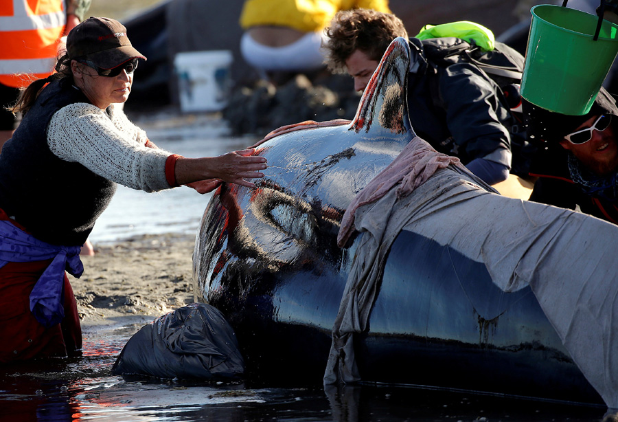 New Zealanders race to save whales after 400 stranded
