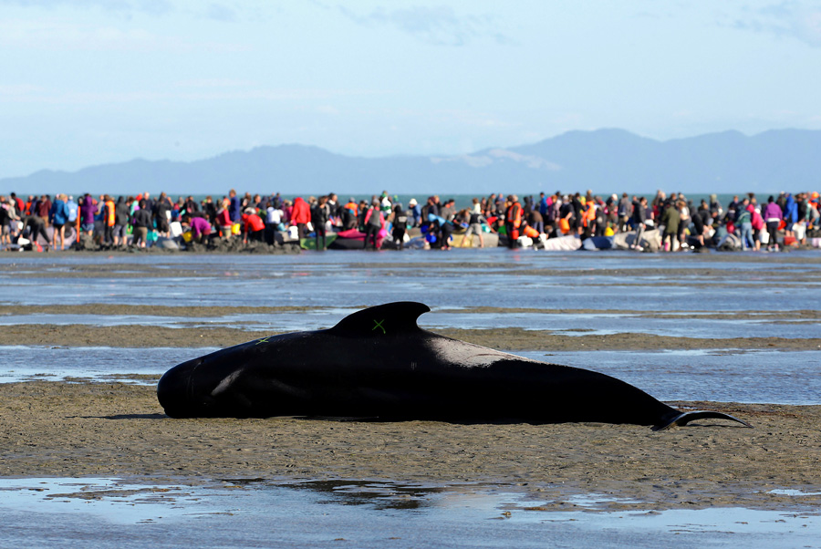 New Zealanders race to save whales after 400 stranded