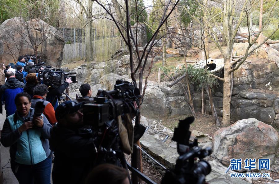 US-born panda bound for China on special flight