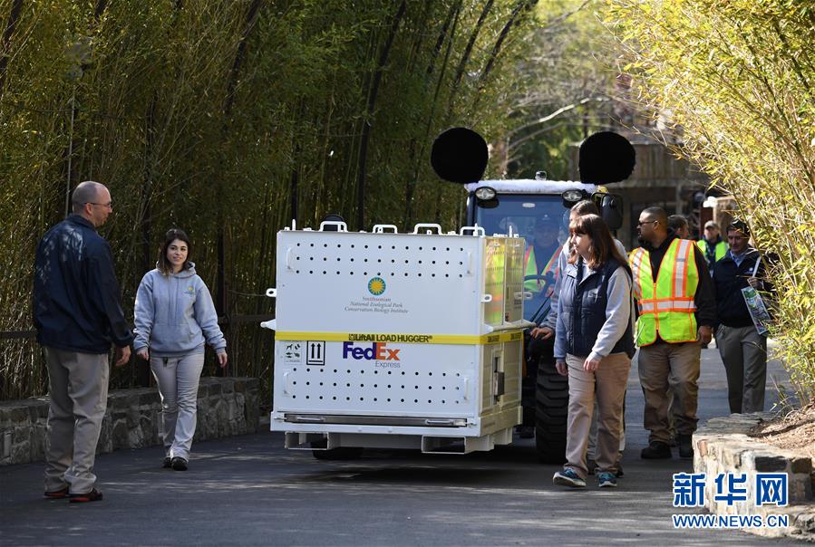 US-born panda bound for China on special flight