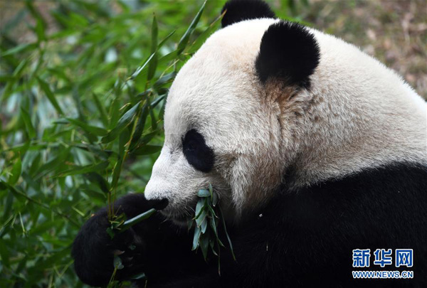 Why giant pandas around world have to return to China?
