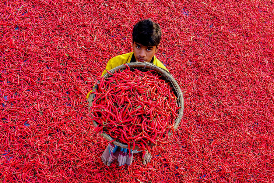 Chilli peppers create carpet of red in Bangladesh