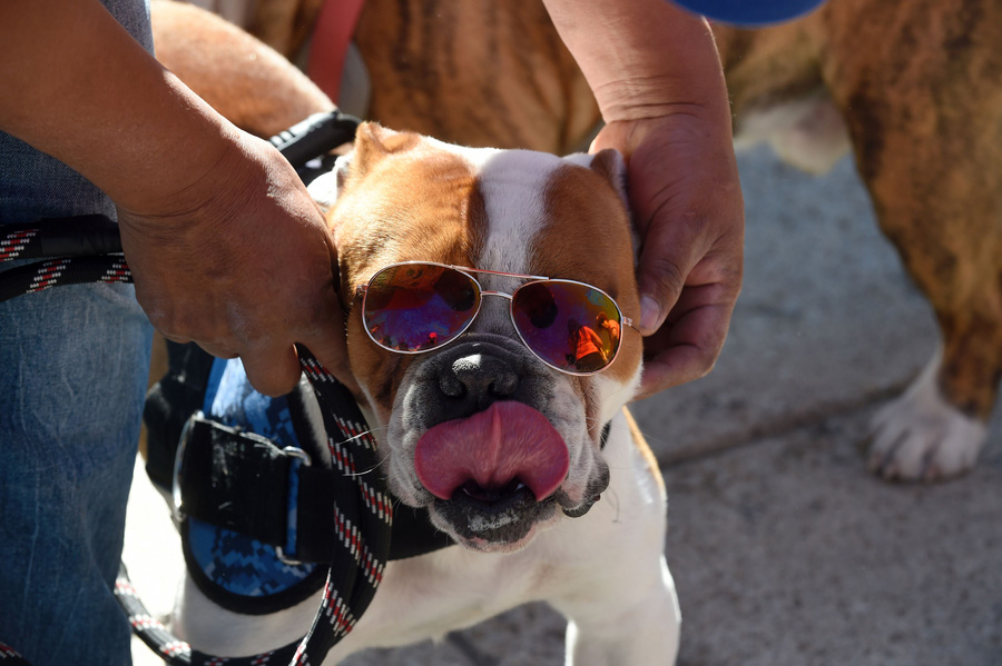 950 English bulldogs gather in Mexico City