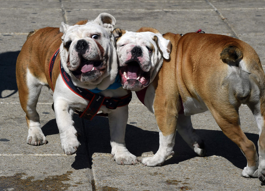 950 English bulldogs gather in Mexico City