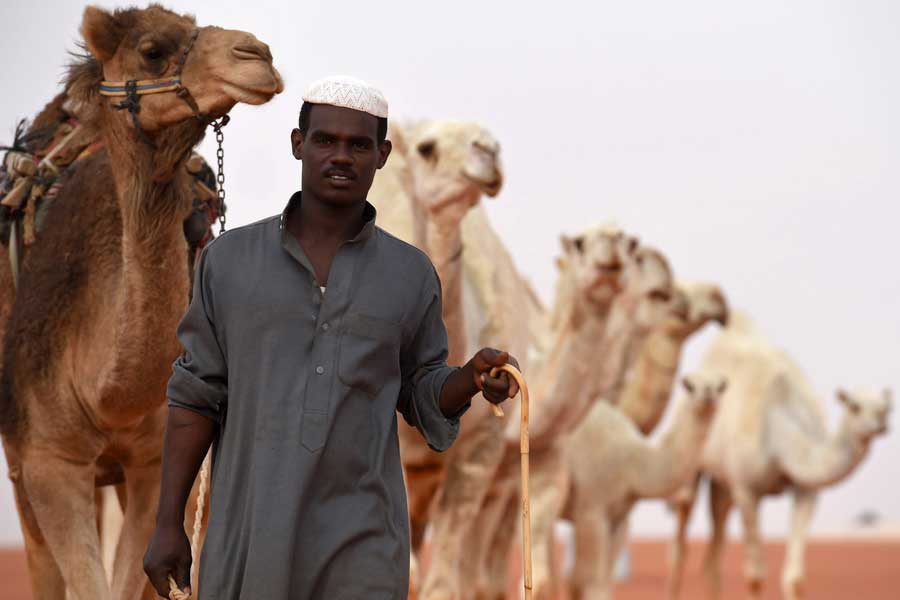 Camel pageant held in Saudi Arabia
