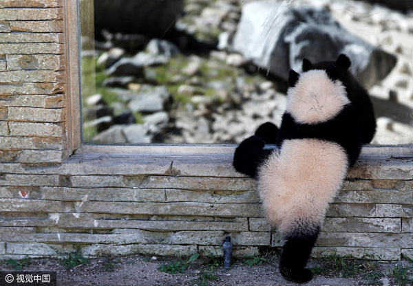 Giant panda cub 'Chulina' goes on walkabout with special friends