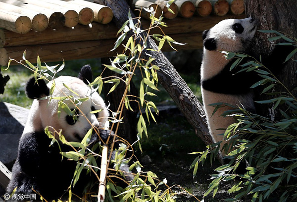 Giant panda cub 'Chulina' goes on walkabout with special friends