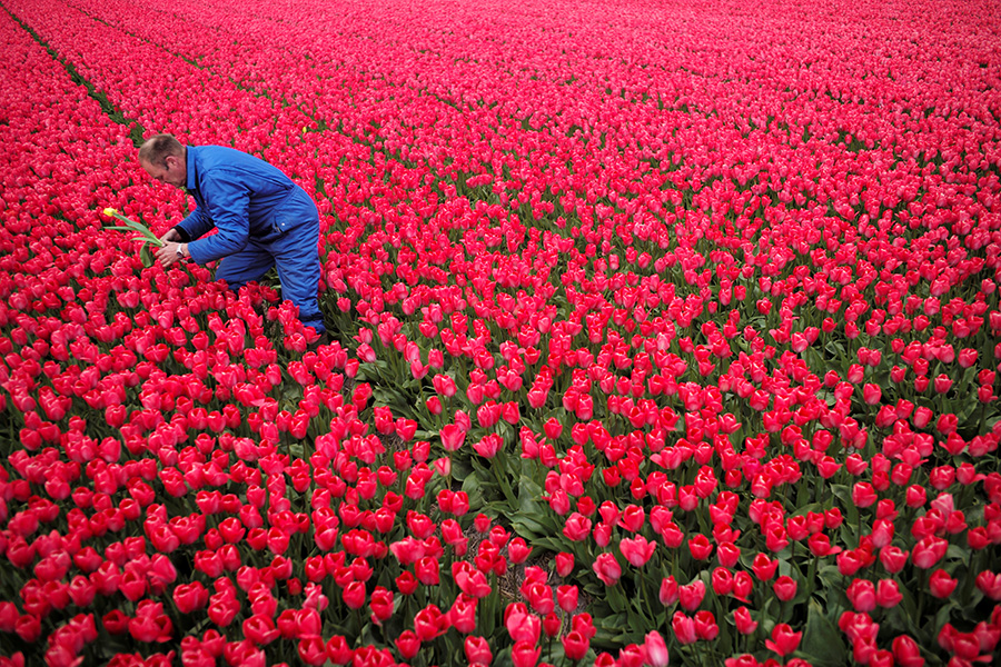 Spring tulips engulf Netherlands, Turkey with beauty