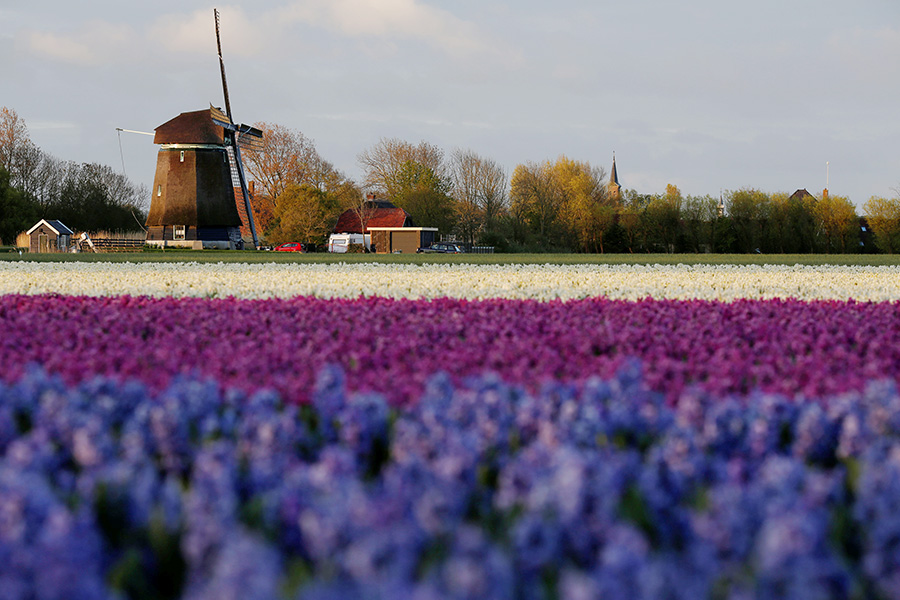 Spring tulips engulf Netherlands, Turkey with beauty