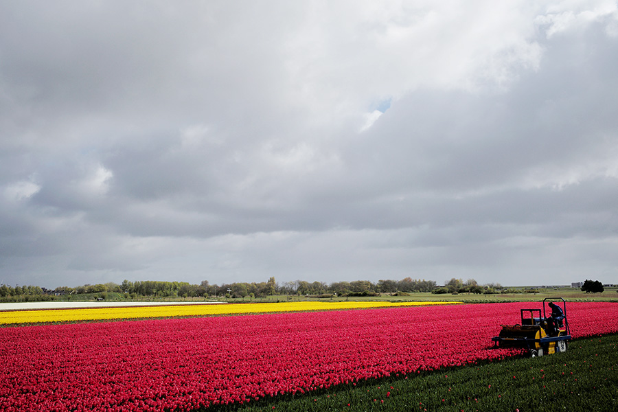 Spring tulips engulf Netherlands, Turkey with beauty