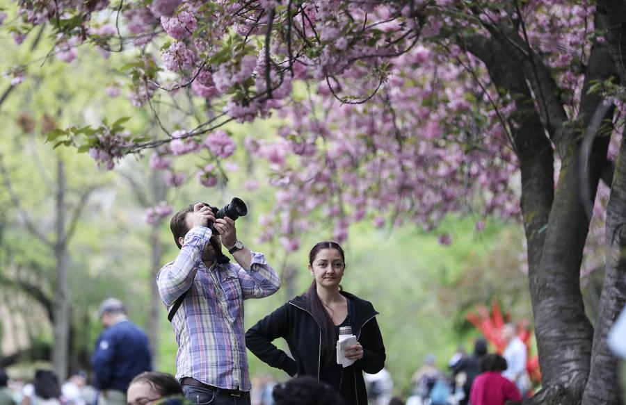 Cherry blossoms in full bloom in New York