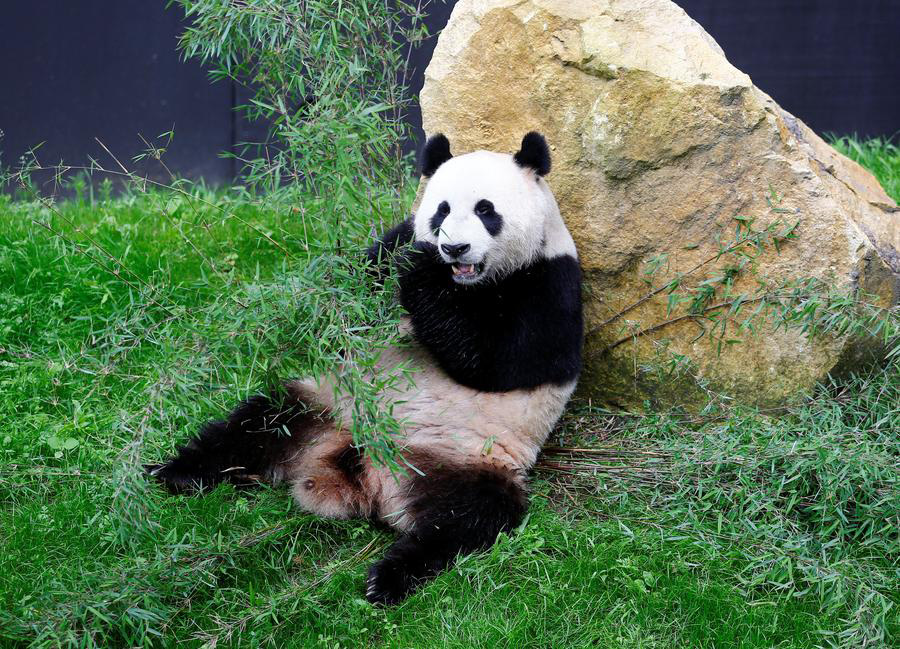 Regal giant pandas greet their subjects