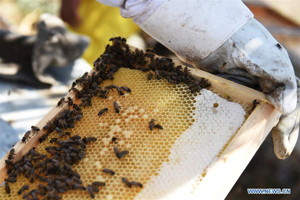 Aspiring beekeeper strives to revive Egypt's past glory in honey industry