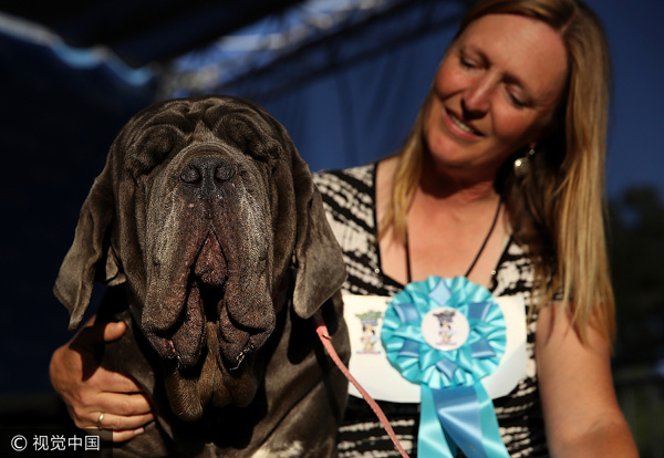 Huge, homely mastiff named Martha wins world's ugliest dog