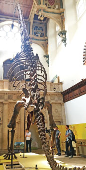 UK museum to show dinosaurs found in China
