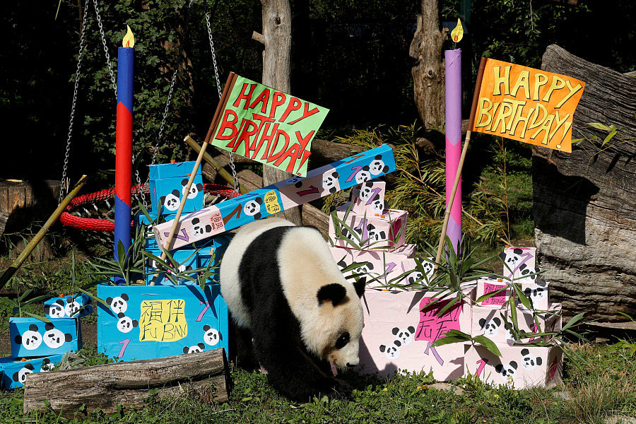 Panda cub poses on its first birthday in Vienna