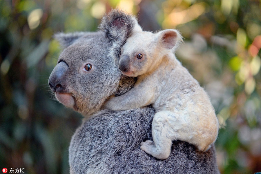 Thousands suggest names as zoo welcomes white koala