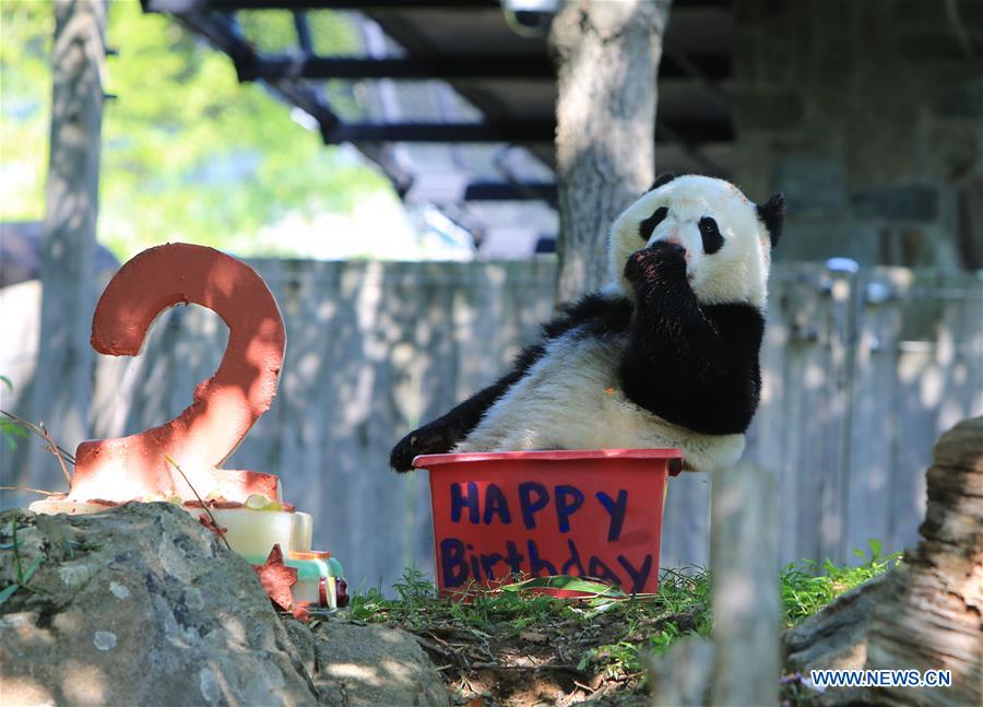 Giant panda Beibei celebrates 2-year-old birthday in US