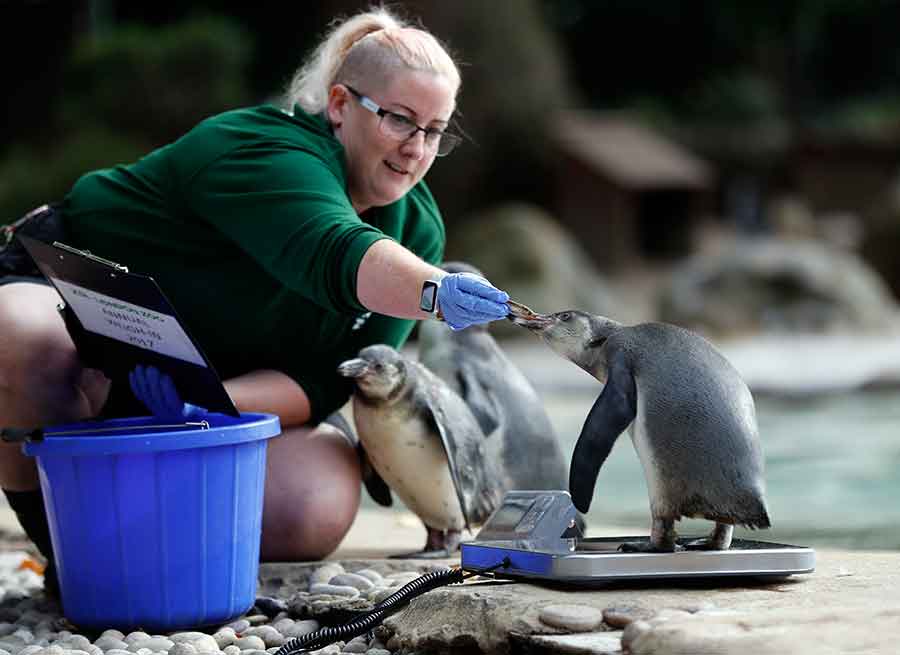 London Zoo gets creative for its annual weigh-in