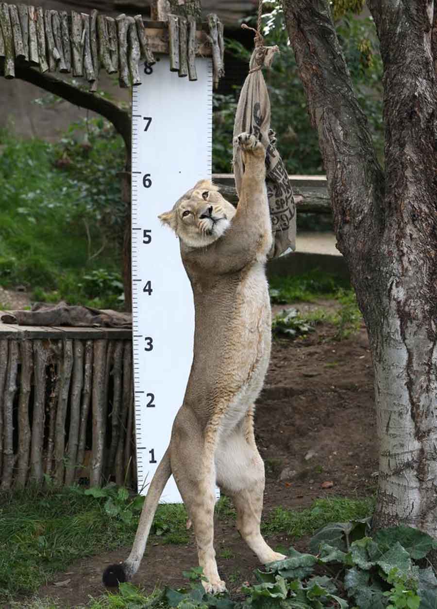London Zoo gets creative for its annual weigh-in