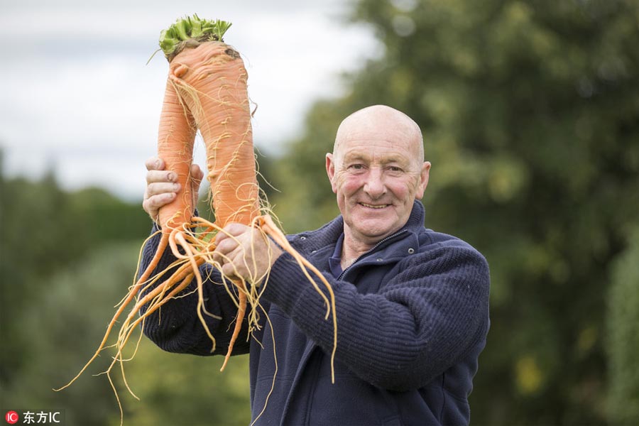 Giant vegetables win their prizes at Harrogate Autumn Flower Show