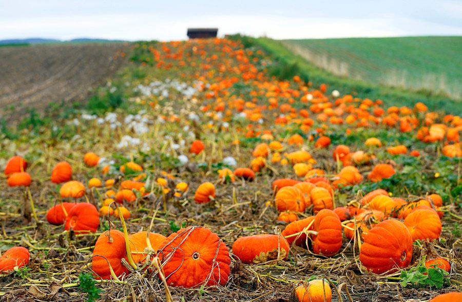 Charming autumn scenery around world