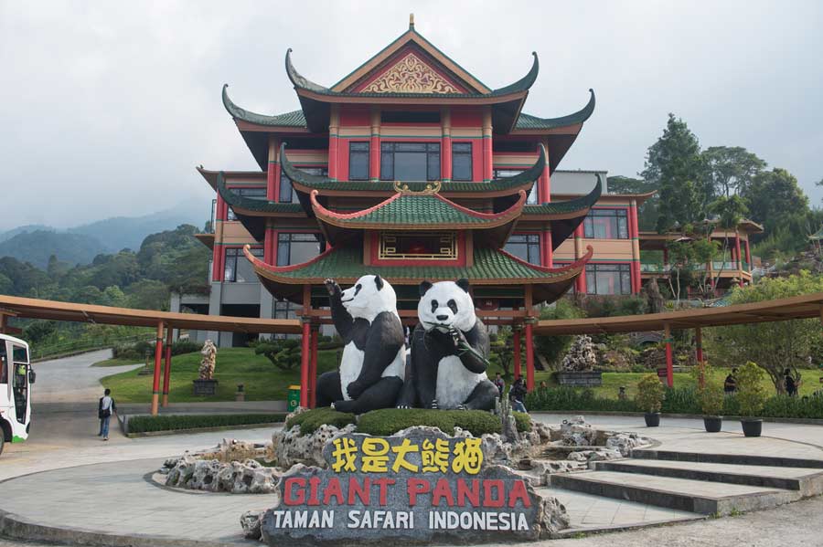 Giant pandas ready for public debut in Indonesia