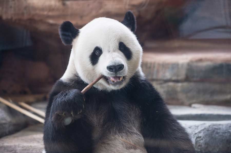 Giant pandas ready for public debut in Indonesia