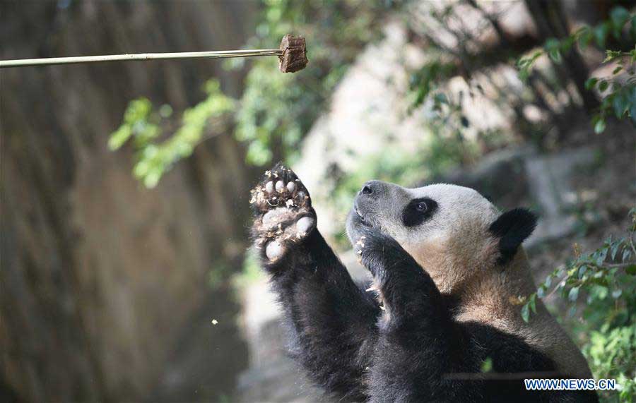 Copenhagen Zoo breaks ground for Panda House