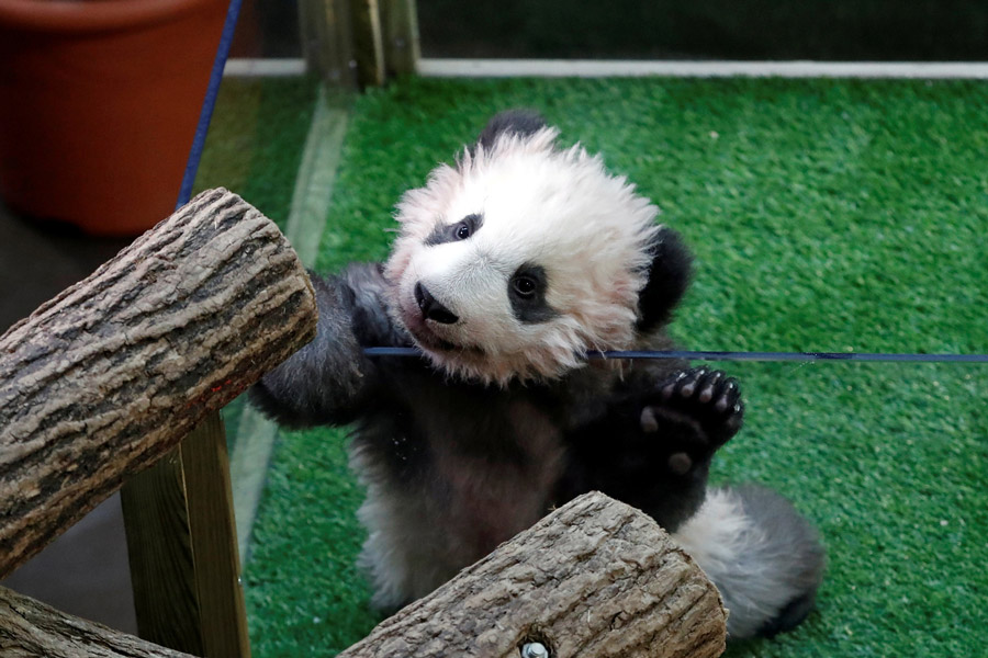 1st Panda cub born in France named Yuan Meng