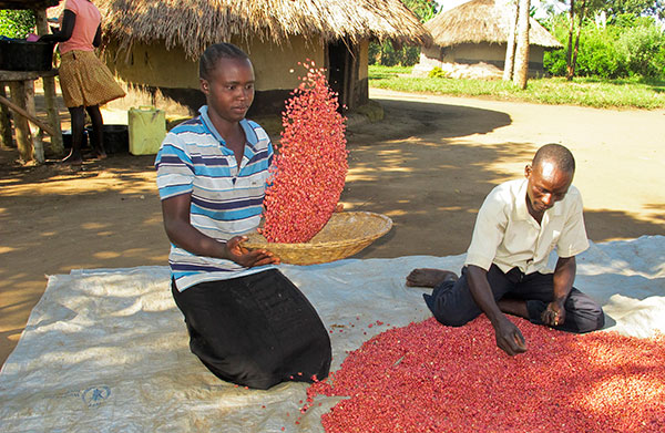 'Super beans' feed hopes in Africa's hunger-prone areas