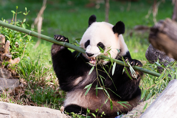 Panda Mei Xiang could be pregnant
